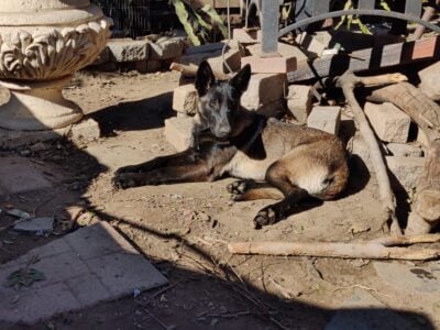 Belgian Malinois Puppies