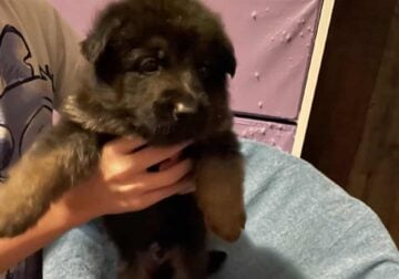 Full breed German shepherd puppies ready to go now