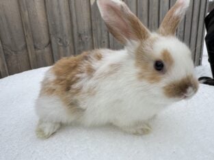 Holland lop mix