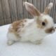 Holland lop mix