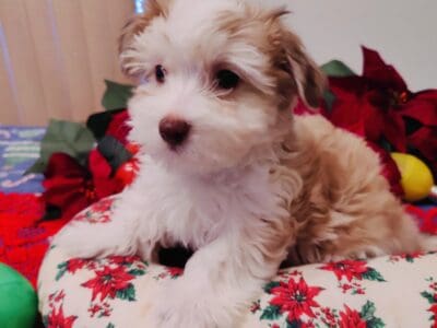 BarkN’Wiggles Havanese Puppies 10.09.2024