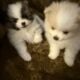 Pormenarios puppies