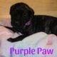 English Mastiff Puppies