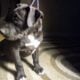 American Bully Standard pups