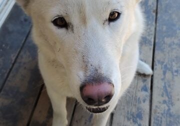 Looking to rehome