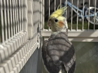 Pair of Cute and sweet birds for sale