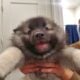 Keeshond Puppies