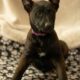 7 Malinois Puppies for Sale