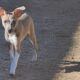 Rat Terrier Puppy
