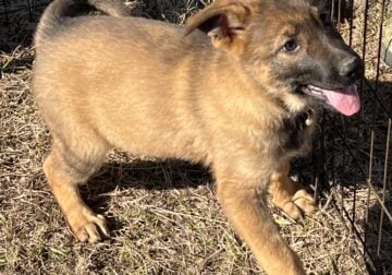 AKC FEMALE GERMAN SHEPHERD DOG
