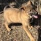 AKC FEMALE GERMAN SHEPHERD DOG