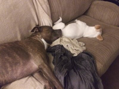 Beautiful and playful female pit