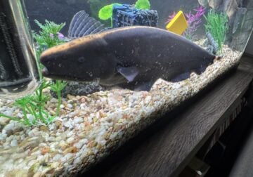 Black ghost knifefish
