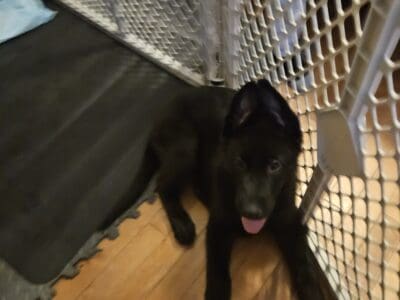 German shepard mix pups