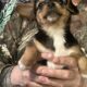 Chorkypoo puppies for Rehoming