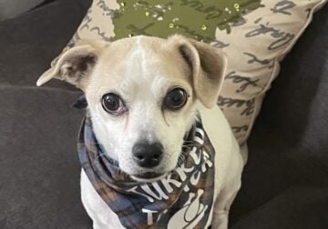 Amazing Dog in need of a second chance!