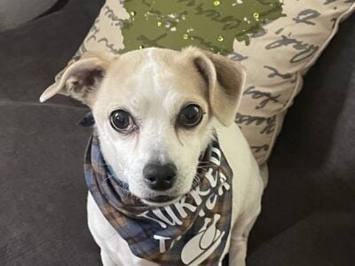 Amazing Dog in need of a second chance!