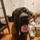 English Mastiff Puppies