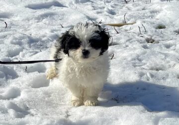 Sheila the Shihchon