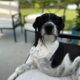Senior Terrier mix