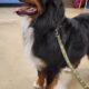 Beautiful Bernese Mountain Dog Puppies due 2/15