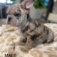 AKC Lilac Merle & Brindle French Bull Dog Puppies