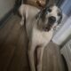 Great Dane 3 Yrs