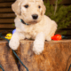 Standard Multi-Gen Labradoodles DNA Screened