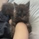 Maine Coon Kitten Available 03/02/25