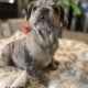 AKC Lilac Merle & Brindle French Bull Dog Puppies