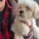 Teddy Bear Puppies! Shih Tzu & Bichone Frise MIx