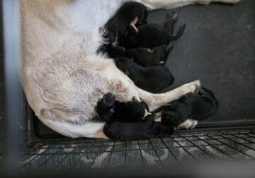 German Shepherd Puppies for Sale $1200.