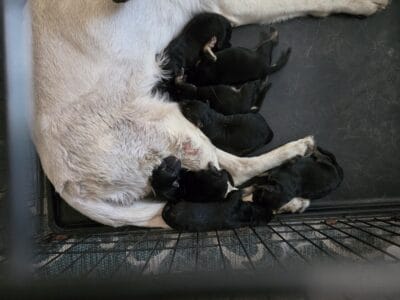 German Shepherd Puppies for Sale $1200.