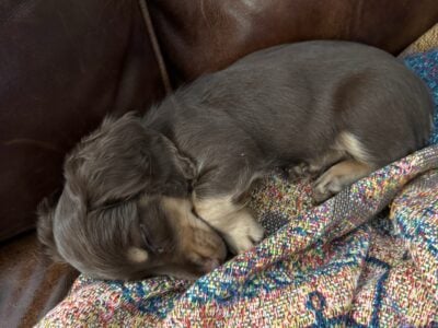 Long Haired Miniature Dachshund for sale