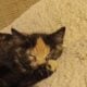 2 calico kittens free to a good home