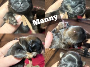 Manny