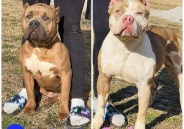 XL American Bully pups