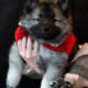 Keeshond Puppies