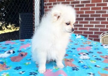 DUKE – CKC Pomeranian
