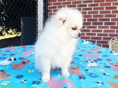 DUKE – CKC Pomeranian