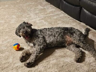 Goldendoodle