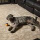 Goldendoodle