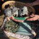 Selling full blooded blue heelers $400 per pup.