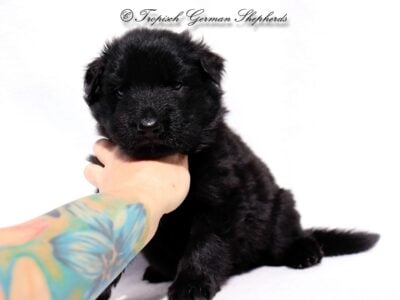 AKC solid black long coat German shepherd puppies