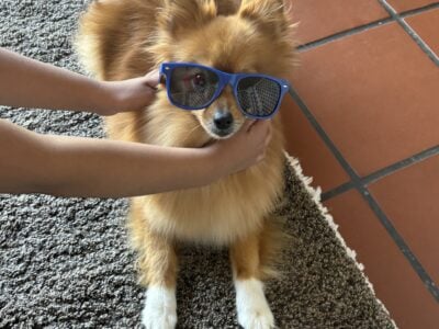 Foxy Pomeranian dog.