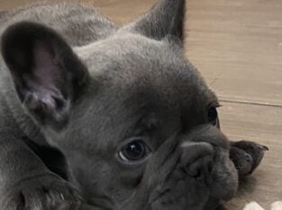 Zeb the Frenchie