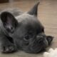 Zeb the Frenchie