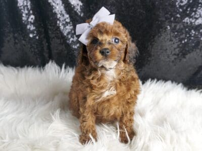 Rose AKC Poodle