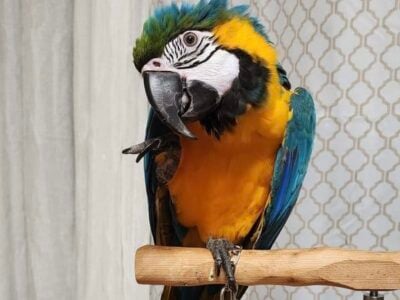 Blue and Gold Macaw 3 year old
