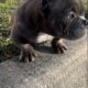 American bully pups micro